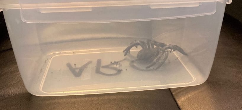Tarantulát mentettek az állatmentők, de kiderült, hogy csak halloweeni dekoráció