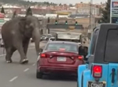 Cirkuszból szökött elefánt blokkolta a forgalmat Montanában