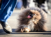 He tried several times, and finally won the award for the ugliest dog in the world