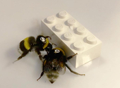 Látott már méheket közös erővel LEGO-kockát tolni? Néhány kutató kipróbálta