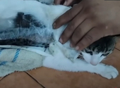 Drogcsempész macskát csíptek fülön egy Costa Rica-i börtönnél – videó