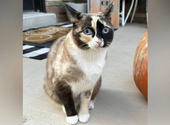 Túlélte a macska, hogy véletlenül elpostázták Utahból Kaliforniába