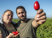 Chili magyar módra? Megnéztük, itthon miként termelik a jalapeñót