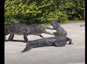 Aligátor és krokodil párbaját vették videóra Floridában