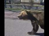 Un oso atacó a unos transeúntes en Lipótszentmiklós y varias personas fueron trasladadas al hospital
