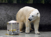 Nem lesz jegesmedve a budapesti állatkertben, de érkeznek új állatok