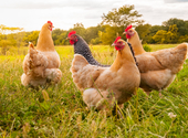 Elvadult csirkék teszik pokollá egy angliai falu életét