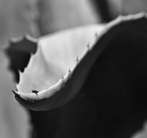 Edward Weston: „Fénykép készítése előtt tájékozódni a kompozíció szabályairól, olyan, mint a gravitáció törvényeiről, mielőtt sétálni indulnánk.