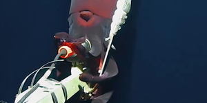 Tintahal támadta meg a mélytengeri felfedezőhajót, és pont a kamerát nézte ebédnek – videó