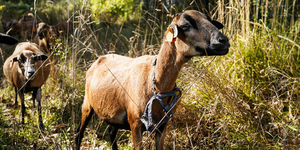 Pestises juhokat és kecskéket talált a Nébih Zala megyében