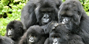 Megfigyelték 164 gorilla viselkedését, az eredmény az emberi viselkedésre is rámutat