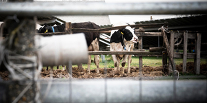 Románia úgy zárta le a határait a magyar agrártermékek elől, hogy nem is szólt róla Budapestnek