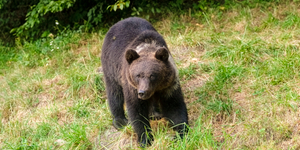Önkéntes tűzoltót harapott meg egy medve Szlovákiában
