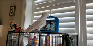 Itt a tudományos bizonyíték: a papagájok  szeretnek videochatelni egymással
