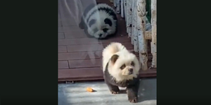 Fekete-fehérre festett csaucsau kutyákat mutattak be pandaként egy kínai állatkertben – videó