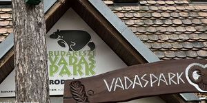 Nem akármilyen rókakölyök érkezett a Budakeszi Vadasparkba