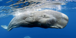 Morze-kódra emlékeztető, kattogásszerű hangok: úgy néz ki, hogy szó szerint beszélgetnek egymással a bálnák