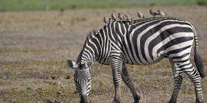 Újabb zebra érkezhet Mészáros cégének telephelyére