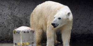 Nem lesz jegesmedve a budapesti állatkertben, de érkeznek új állatok