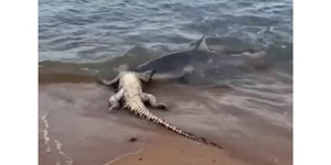 Hátborzongató videón a cápa, ami a parton tép-szaggat egy krokodilt