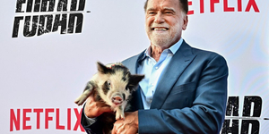 Arnold Schwarzenegger egy törpemalaccal ment premierre