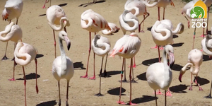 Drága a flamingók élete, oltási programot indult a magyarországi állatkertekben a madárinfluenza miatt
