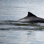 Most Argentínában pusztultak rejtélyes okokból a delfinek