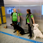 Finnországban már kutyákkal szagoltatják ki a koronavírus-fertőzést