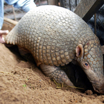 Egy tatu törlesztett Cecilért, az oroszlánért