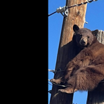 Villanypóznára mászott, még a kábelekre is ráült egy medve Arizonában