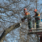 Mindenki nyugodjon le: a Városliget szebb, zöldebb, fásabb lesz