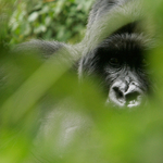 Gorillák végveszélyben – Nagyítás-fotógaléria