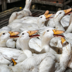 WHO: Meghalt az első ember H5N2 madárinfluenzában