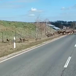 Jókora szarvasrudli vágtatott át egy autós előtt Nagyatádnál - videó