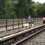 Kecskék legelésztek a New York-i metró sínjei között