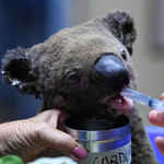 25 ezer koala pusztulhatott el a tűzben a Kenguru-szigeten