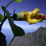 10 éve kihaltnak hitt növényt találtak Hawaiin