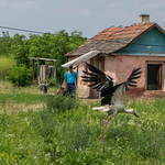 A Nemzetközi Romanap margójára