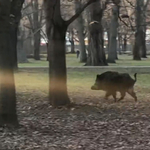 Videóra vették a Margit-szigeten bóklászó vaddisznót