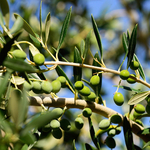 Hibás tanulmány miatt dicsérték agyon a mediterrán diétát?