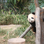 Milliós nézettséget hozott egy túlságosan is ragaszkodó panda videója