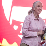 Jane Goodall egy meglepő helyszínen is felbukkant Budapesten