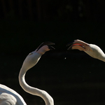 Szerelmespárok féláron látogathatják a budapesti állatkertet a hét végén