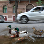 Felgyújtottak egy kicsinyeit védő vadkacsát Budapesten