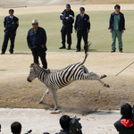 Tragédiába torkollt a zebraüldözés Japánban - fotók