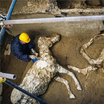 Előkerült egy megkövült ló teteme Pompejiben