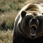 Újabb kirándulót ölt meg grizzly medve a Yellowstone parkban