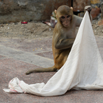 Hajtóvadászat indult Indiában a csecsemőt elraboló majom után
