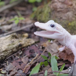 Kék szemű, fehér bőrű krokodilbébi bújt ki a tojásból Floridában – videó