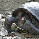 Ismeretlen fajhoz tartozhat közel 8 ezer teknős a Galápagos-szigeteken